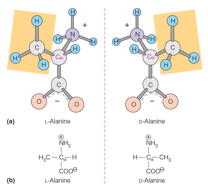 Stereochemistry of the a-Amino Acids