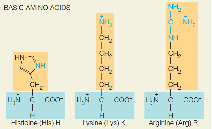 Basic Amino acids 