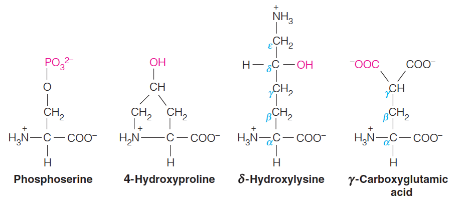 Modified Amino acids with unique properties