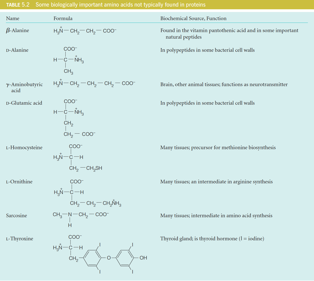 Amino acids not found in proteins 