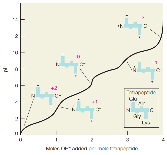 Titration curve for the tetrapeptide Glu-Gly-Ala-Lys 