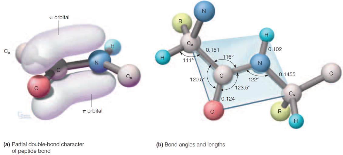 Amide carbonyl and Amide bonds 