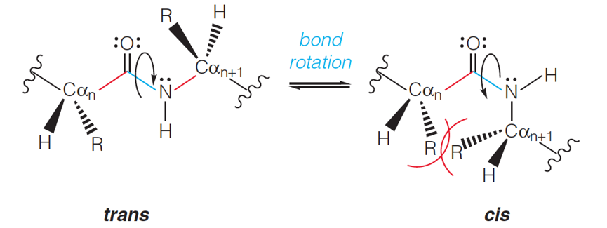 A peptide bond configurations, trans and cis (rotation around the CCO-N bond)