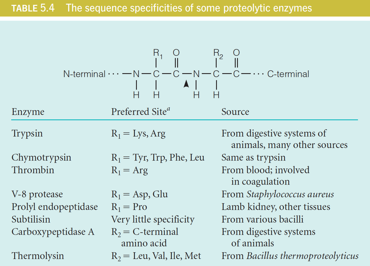 Proteolytic enzymes 