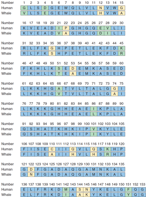 Sequence homology between myoglobin in  humans vs. whales