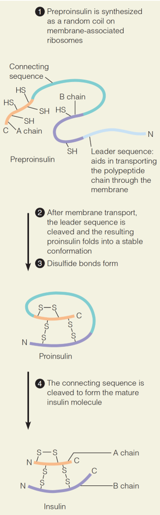 Post-translational modification of proteins, such as insulin