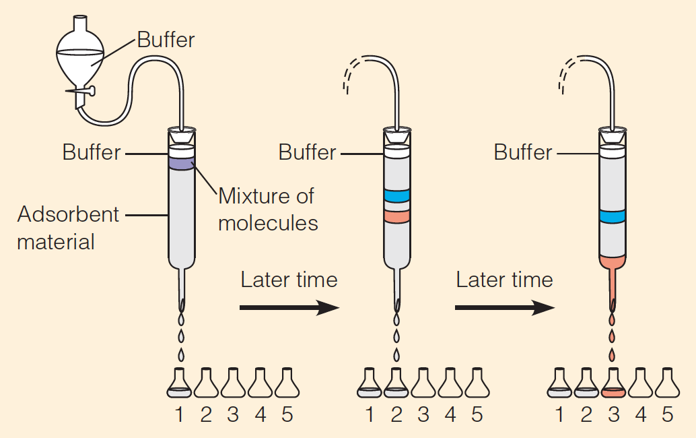 Purification of the desired protein by chromatography 