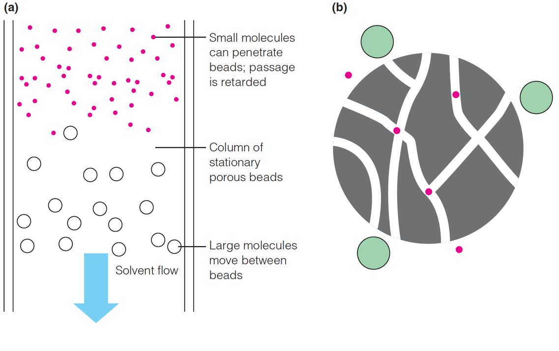 Size-exclusion chromatography (aka gel-filtration)