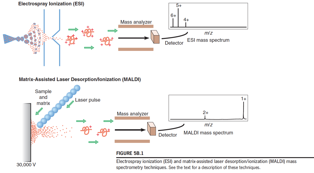 Mass spectrometry (MS) for Mass, Sequence, and Amino Acid Analyses of Purified Proteins