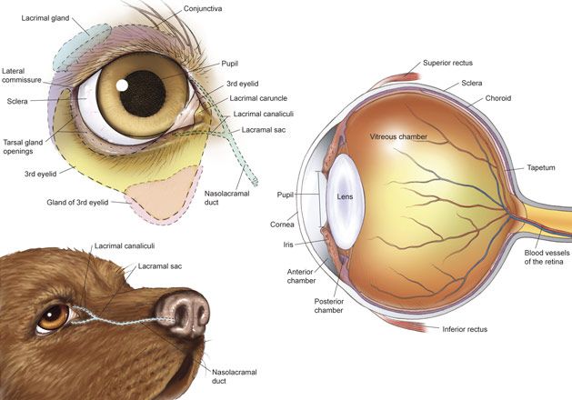 Eye Anatomy of a dog - Biology Forums Gallery