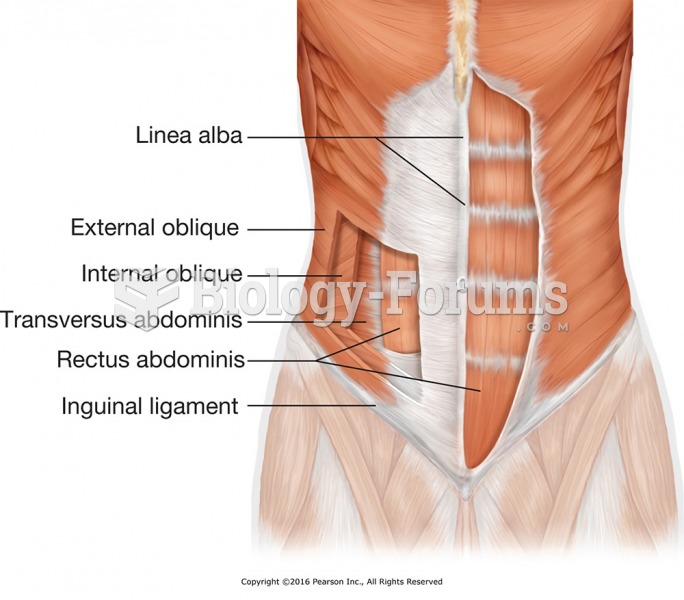 Major muscles of the abdomen.