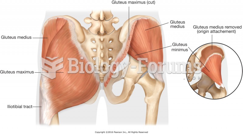 Gluteal muscles of the hip region. 