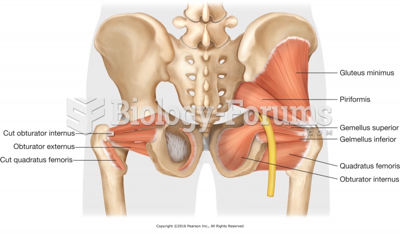 Deep hip rotator muscles.