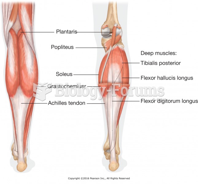 Muscles of the posterior lower leg.