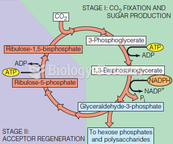 Schematic view of the Calvin cycle