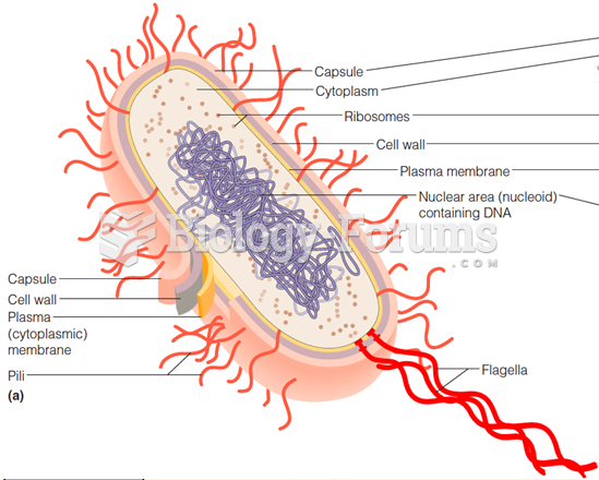 prokaryotes cell