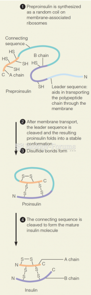 Post-translational modification of proteins, such as insulin