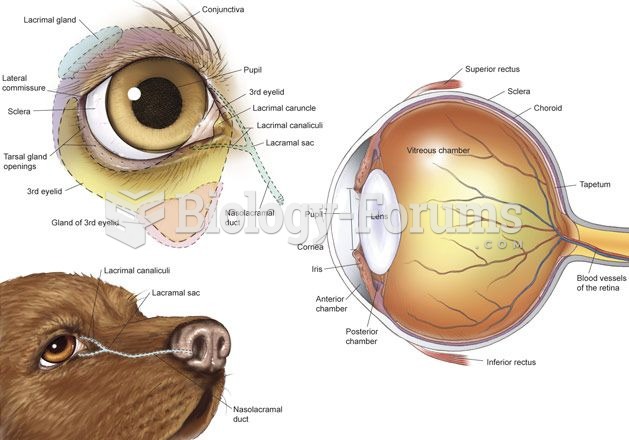 Eye Anatomy of a dog