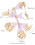 Six types of synovial joints.