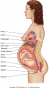 Position of the fetus in late pregnancy results in stresses on the mother’s body.