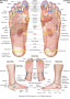 Reflexology chart showing location of reflexes with corresponding anatomical structures and organs ...