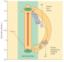 Cyclic electron flow