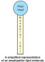 amphipathic lipid molecule