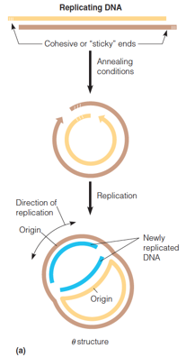 A partially replicated bacteriophage DNA molecule
