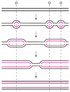Bidirectional replication from several fixed origins (O) on a linear eukaryotic chromosome