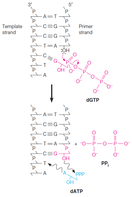 The DNA polymerase reaction