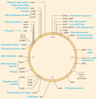 Partial genetic map of E. coli