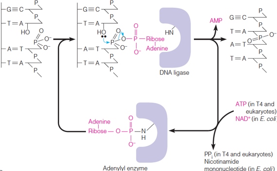 The reaction catalyzed by DNA ligase