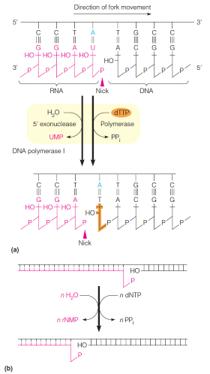 Nick translation in removal of RNA primers by coordinated action of the 5’ exonuclease and ...