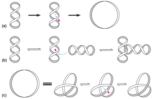 The types of topological interconversions catalyzed by type II topoisomerases