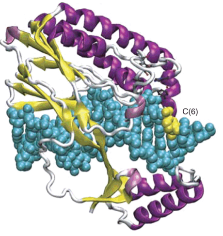 Structure of the E. coli Tus protein, complexed with double-stranded DNA