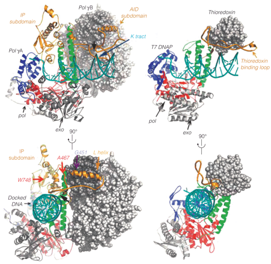 Structures of human DNA polymerase g (left) and T7 phage DNA polymerase (right) holoenzymes