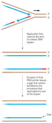 The problem of completing the 5 end in copying a linear DNA molecule