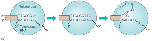 Extension of telomeric DNA by telomerase: Proposed action of telomerase