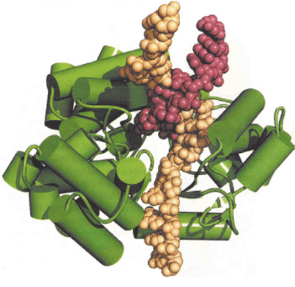 Crystal structure of telomerase catalytic subunit from the red flour beetle
