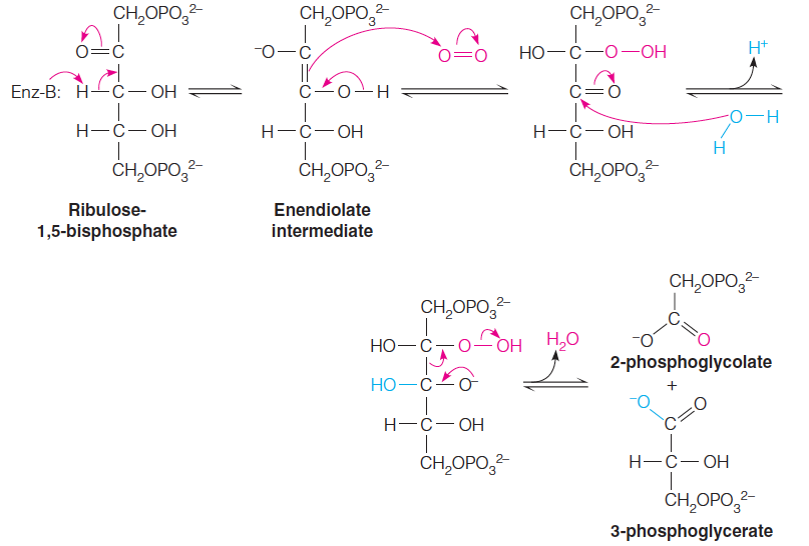 Photorespiration and the C4 Cycle