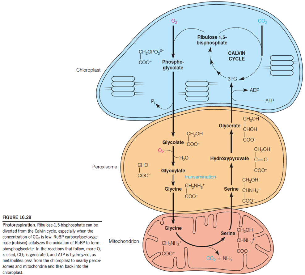 Photorespiration