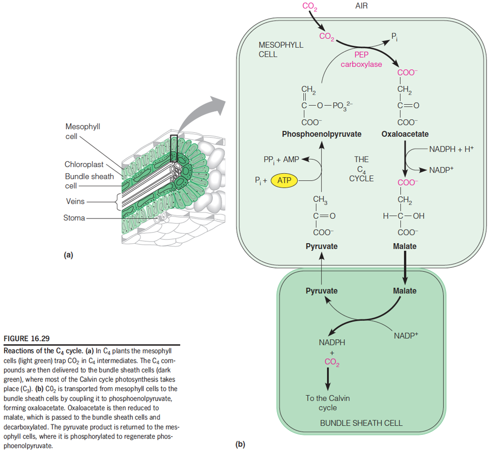 Evolution of Photosynthesis: reactions of the C4 cycles