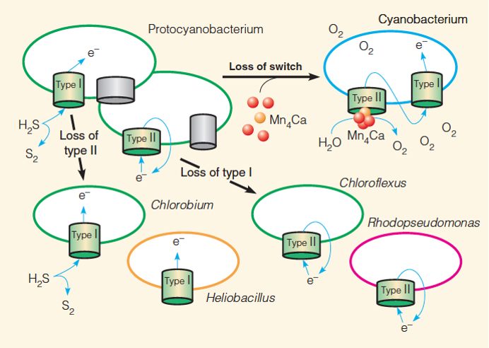 Proposed evolution of oxygenic photosynthesis