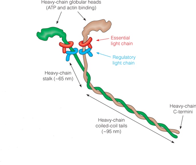 The myosin II molecule