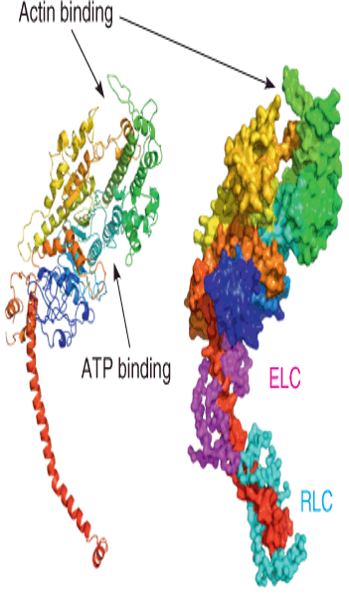 The X-ray crystal structure of an S1 fragment of myosin II