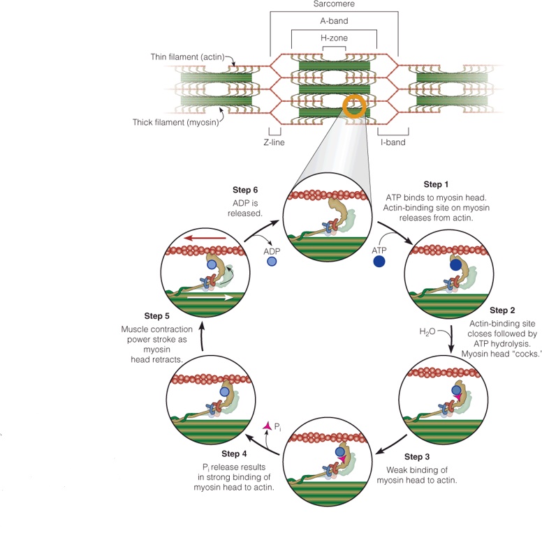 A model of the ATP cycle in muscle contraction