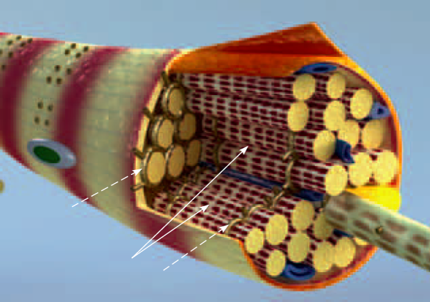 Structure of a myofiber (muscle cell)