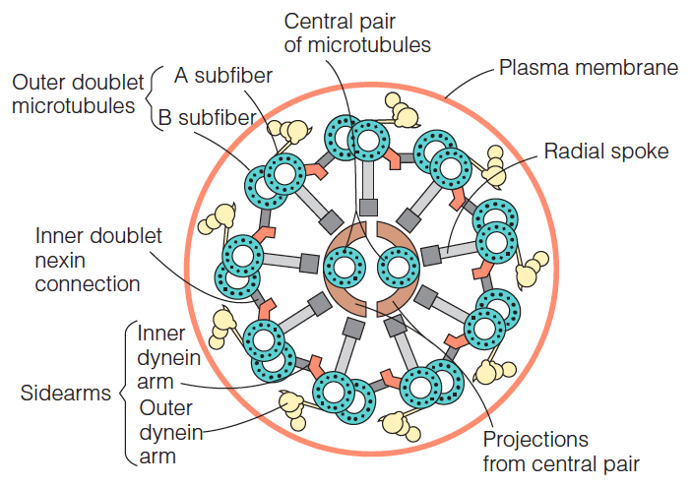 Diagram of the cross section of an axoneme