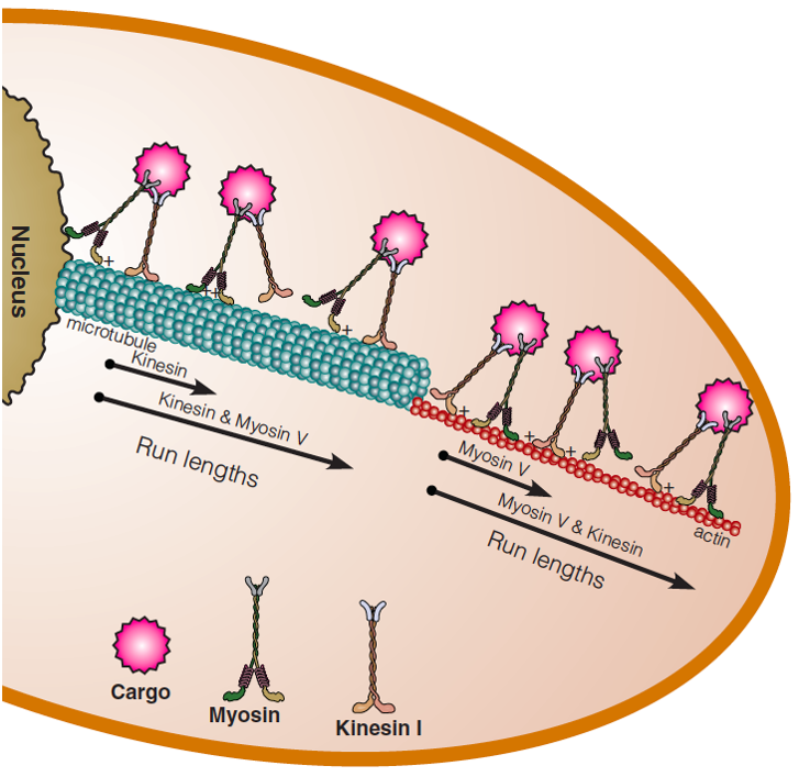 Myosin V and kinesin I work together to deliver cargo