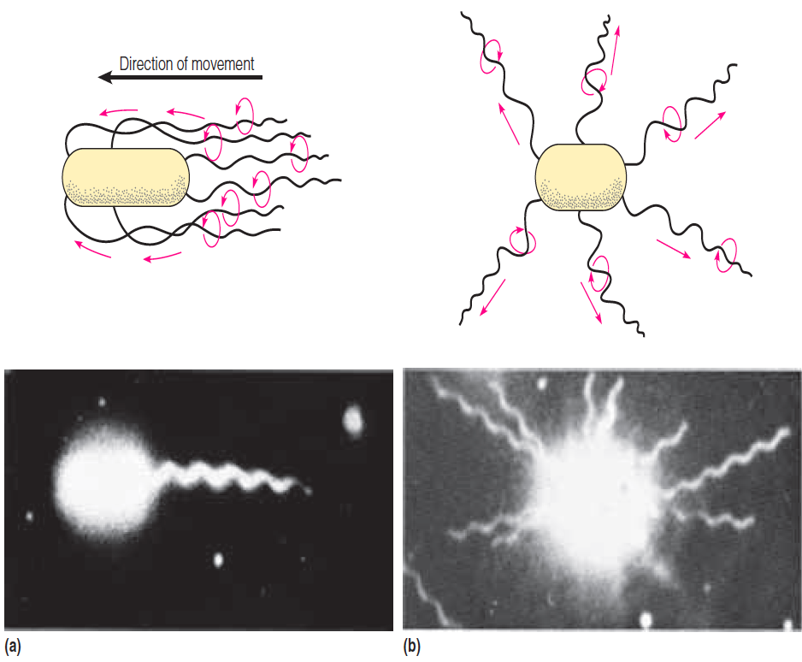 Effect of the direction of flagellar rotation